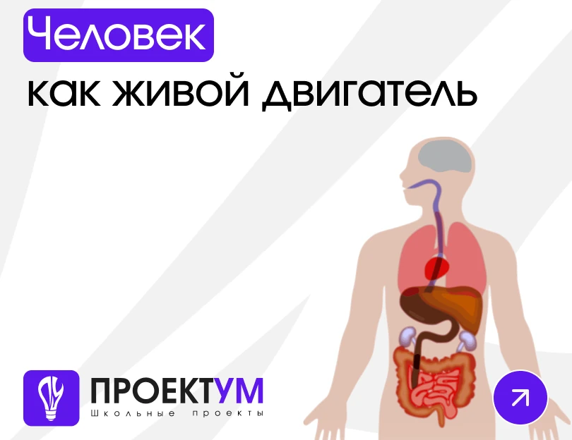 Индивидуальный проект «Человек как живой двигатель» — обложка готовой работы